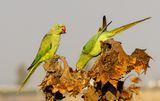 Rose-ringed Parakeet