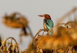 White throated Kingfisher