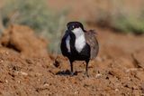 Spur-winged Lapwing 