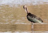 Glossy Ibis