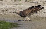 Honey Buzzard 