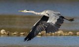 Grey Heron