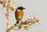 Stonechat