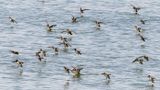 Common Teal 