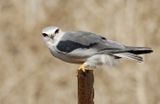 Black-winged kite