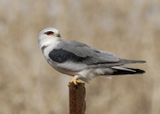 Black-winged kite