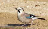 Eurasian Jay