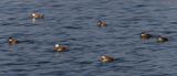 White headed Duck