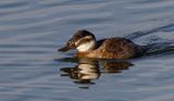 White headed Duck