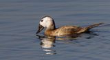 White headed Duck