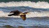 Great cormorant