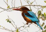 White throated Kingfisher