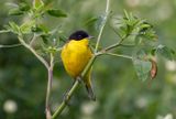 Yellow Wagtail