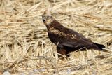 Marsh Harrier