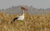 White Stork