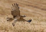 Short Toed Eagle