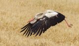 White Stork