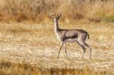Gazella