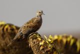 Turtle Dove