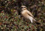 Isabelline Wheatear