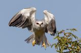 Black-winged kite