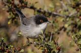 Sardinian Warbler