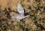 Sardinian Warbler