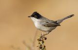 Sardinian Warbler