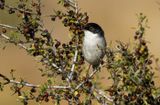 Sardinian Warbler