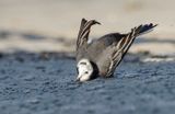 White/Pied Wagtail