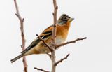 Brambling