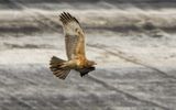 Bonellis eagle