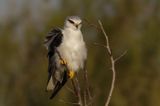 Black-winged kite