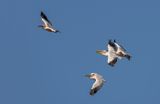 Pelicans