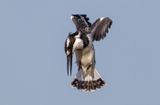 Pied Kingfisher