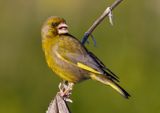 Greenfinch