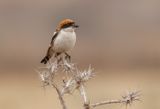 Woodchat Shrike