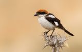Woodchat Shrike