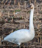 Trumpeter Swan