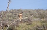 Red Tailed Hawk