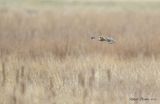 Short Eared Owl