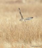 Short Eared Owl