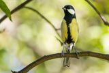 Cinciallegra (Parus major)