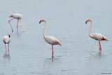 Fenicottero - Flamingo (Phoenicopterus roseus)