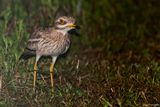 Occhione - Stone Curlew (Burhinus oedicnemus)