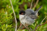 Occhiocotto m. - Sardinian Warbler (Sylvia melanocephala)