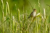 Beccamoschino - Zitting cisticola (Cisticola juncidis)