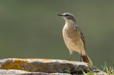 Anthus spinoletta