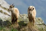 Stambecco (Capra ibex)