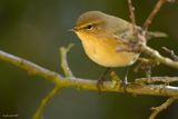 Phylloscopus collybita